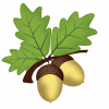 acorn-2229315_960_720